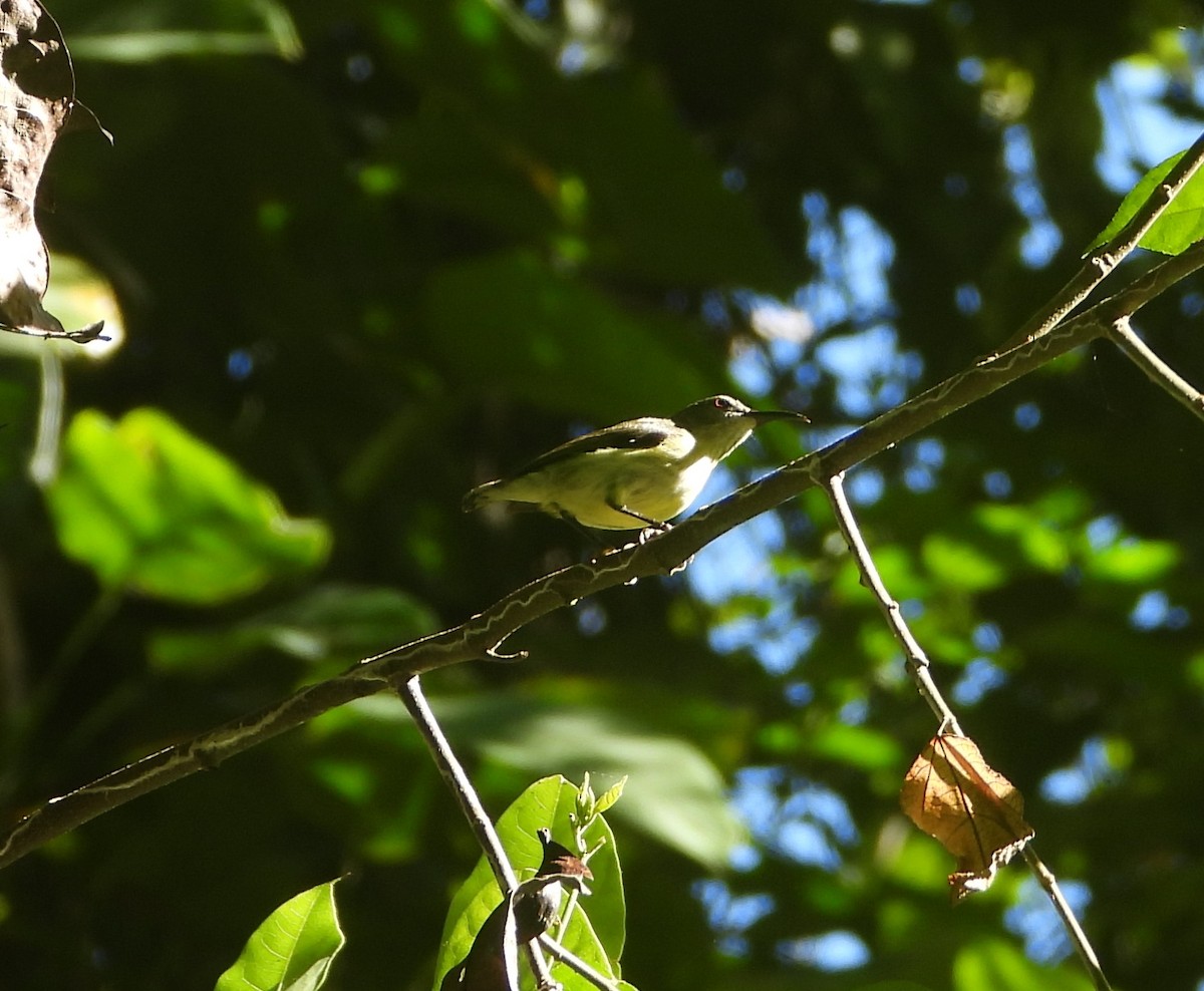 Metallic-winged Sunbird - ML638990626