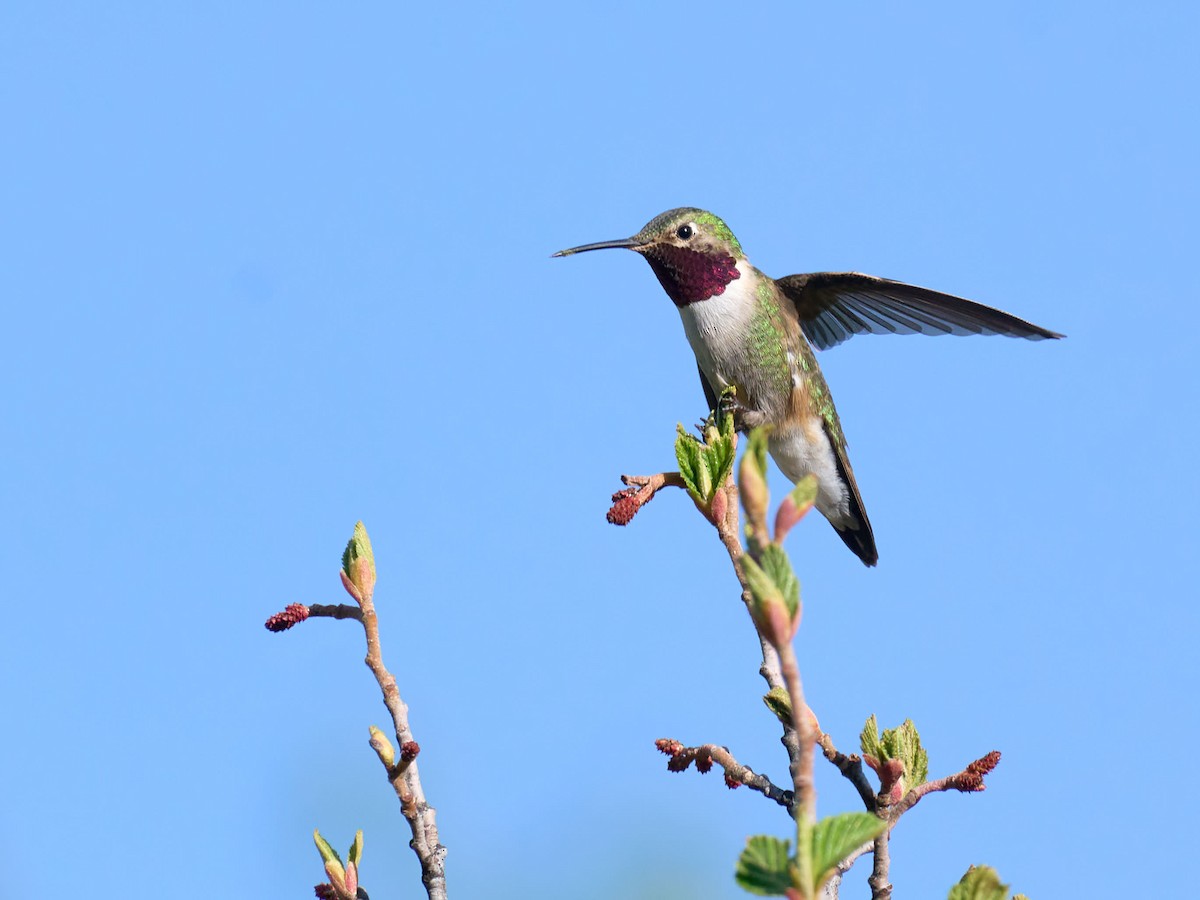 Broad-tailed Hummingbird - ML638990635