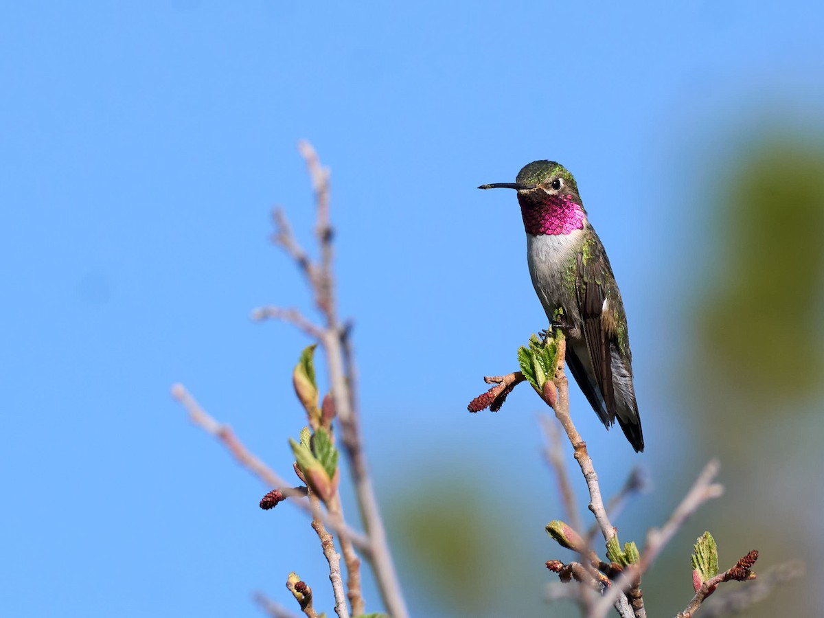 Broad-tailed Hummingbird - ML638990636