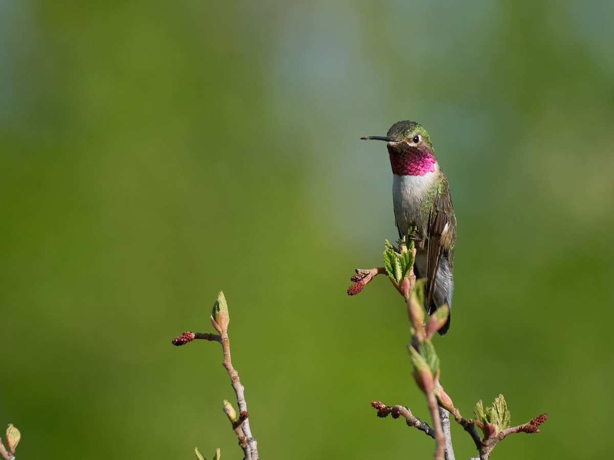 Broad-tailed Hummingbird - ML638990637