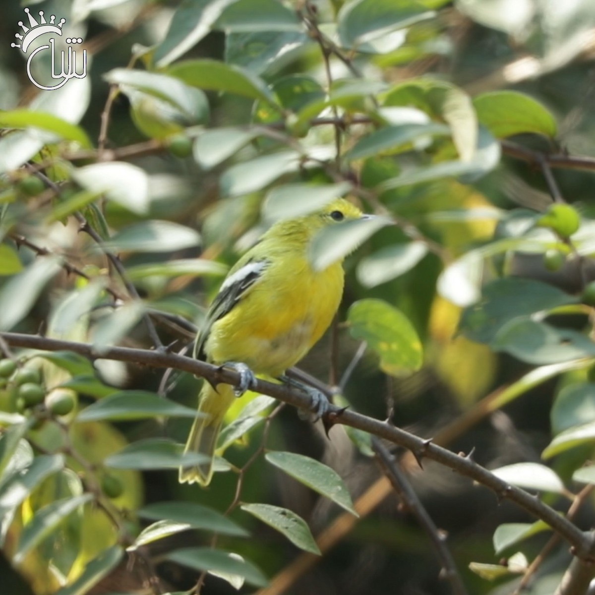 Common Iora - ML638990652