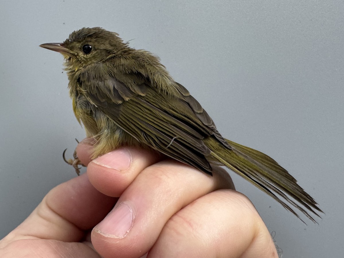 Common Yellowthroat - ML638990666