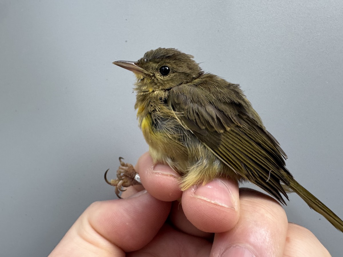 Common Yellowthroat - ML638990667