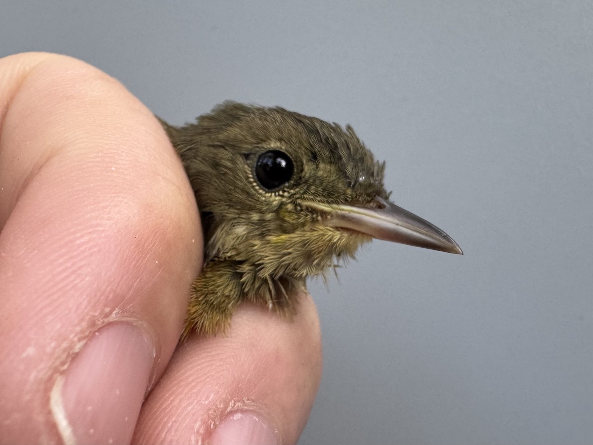 Common Yellowthroat - ML638990668
