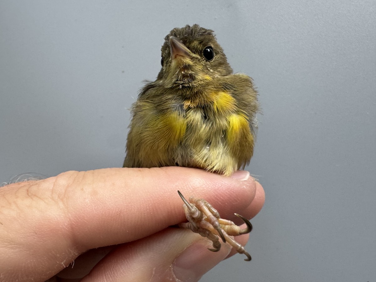 Common Yellowthroat - ML638990669