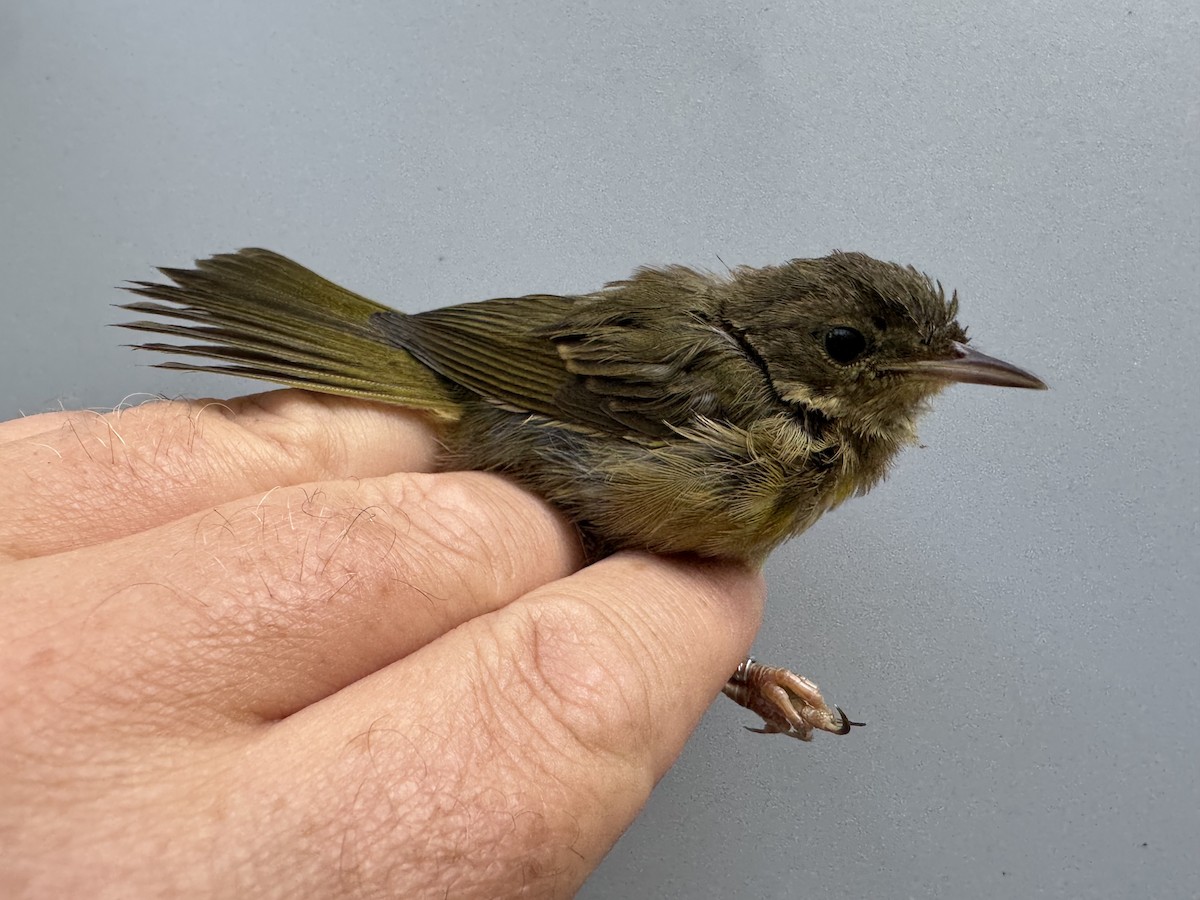 Common Yellowthroat - ML638990670