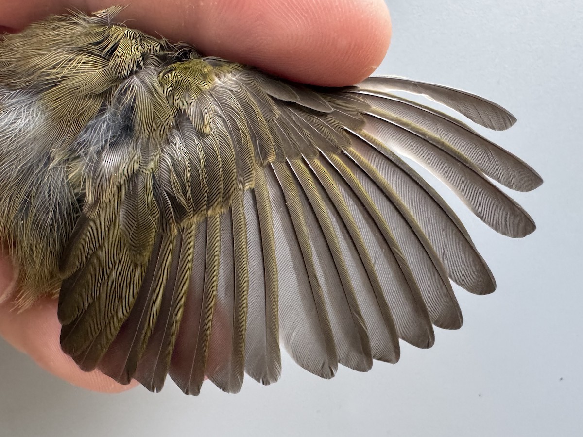 Common Yellowthroat - ML638990672