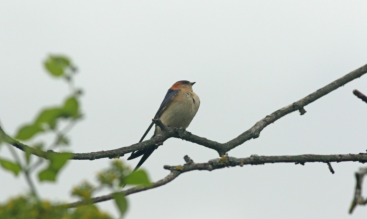 European Red-rumped Swallow - ML638990701