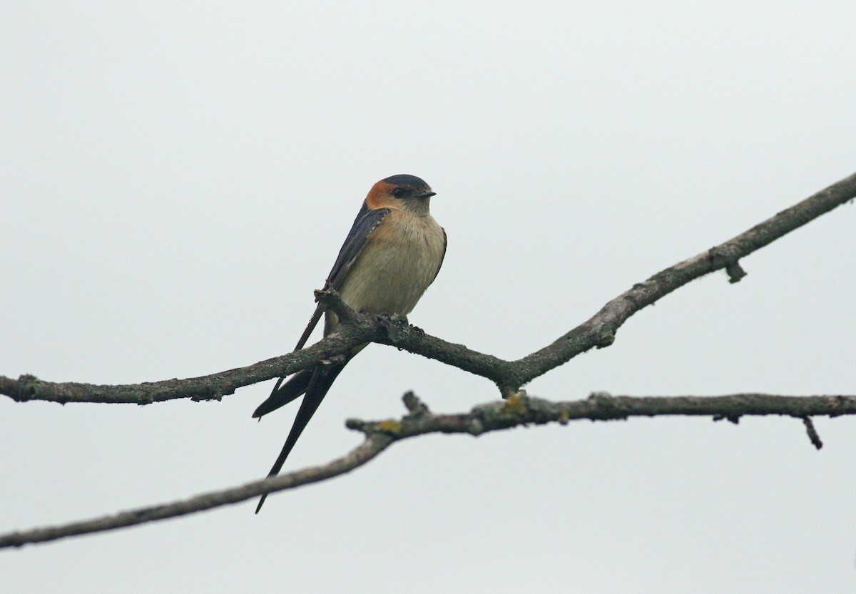 European Red-rumped Swallow - ML638990702