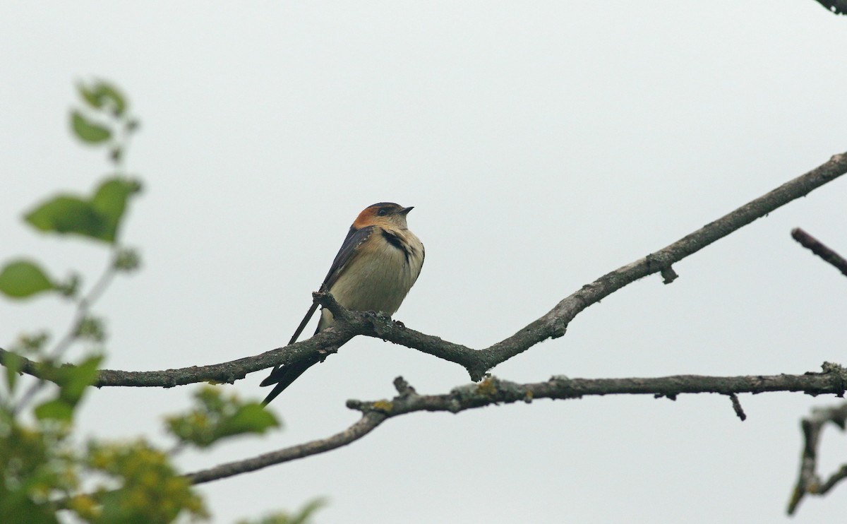 European Red-rumped Swallow - ML638990703