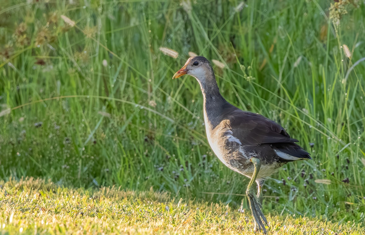 Common Gallinule - ML638990714