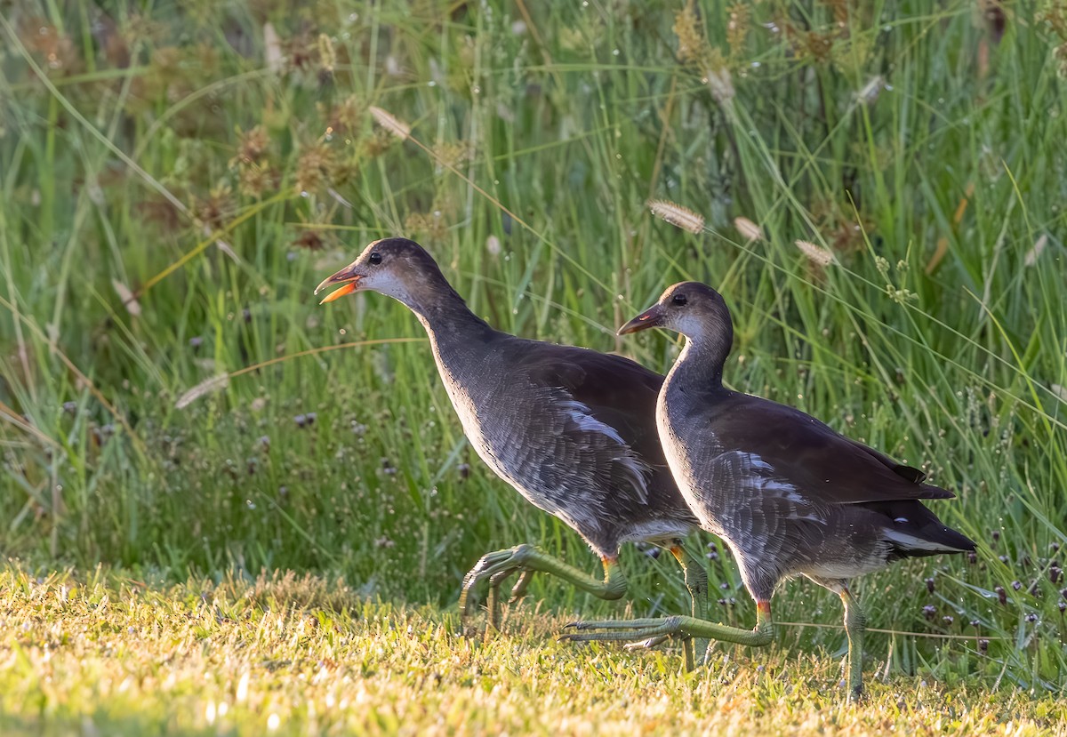 Common Gallinule - ML638990715