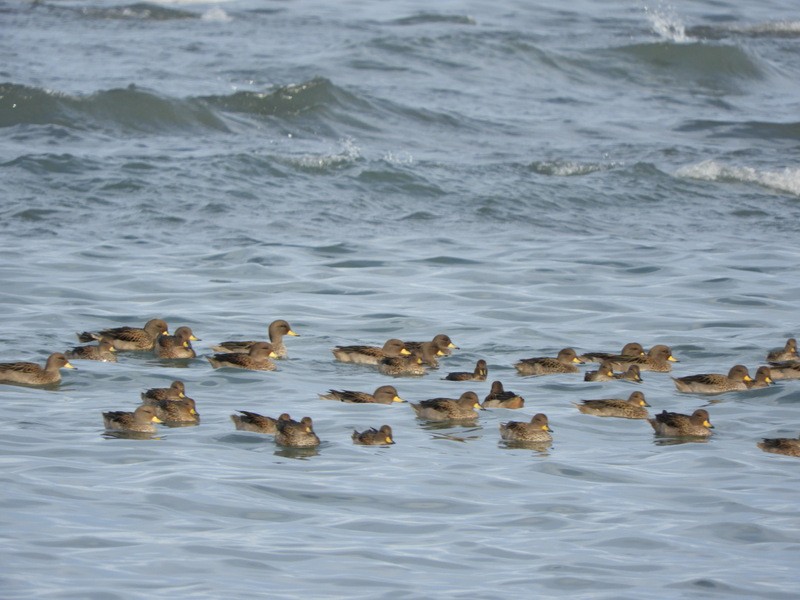 Yellow-billed Teal - ML638990716
