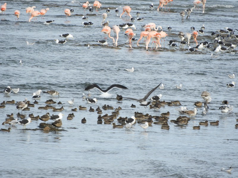 Yellow-billed Teal - ML638990721