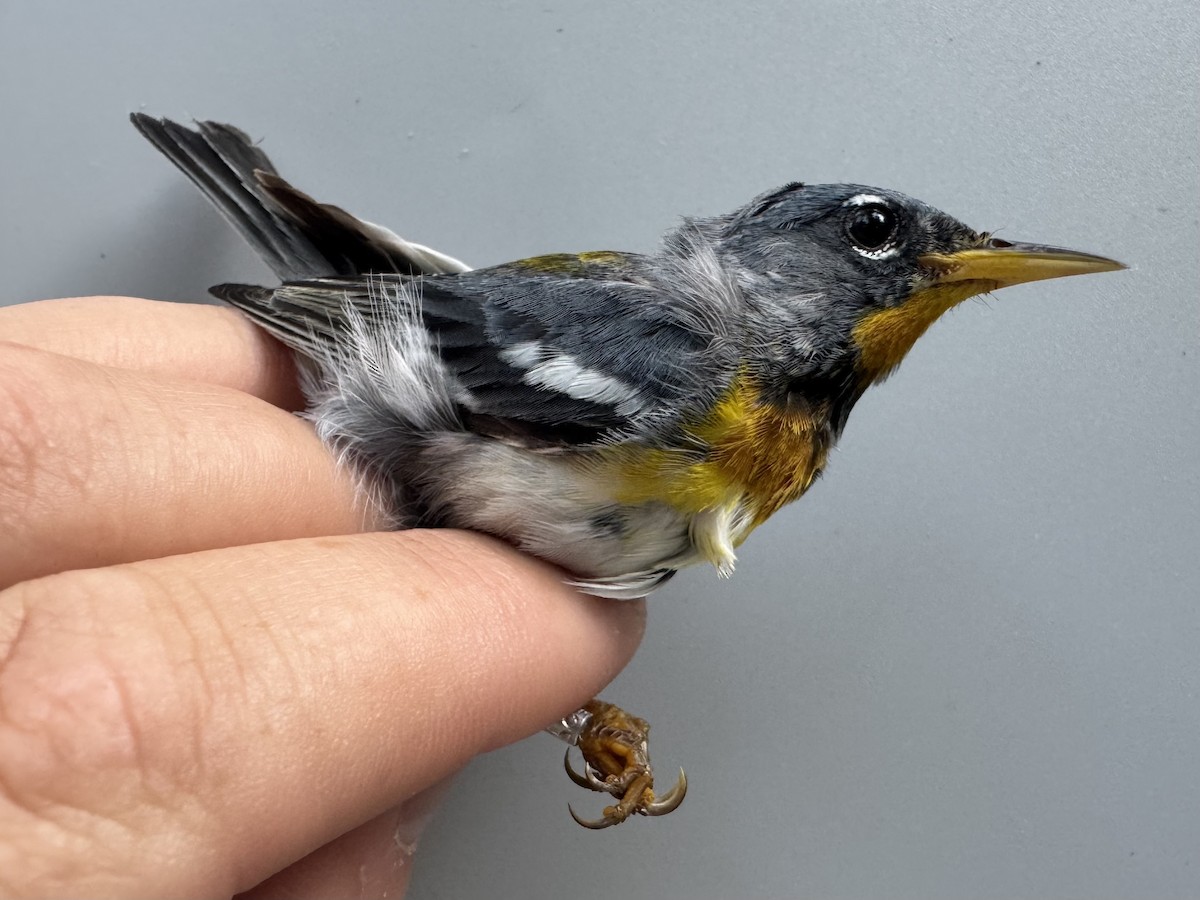Northern Parula - ML638990724