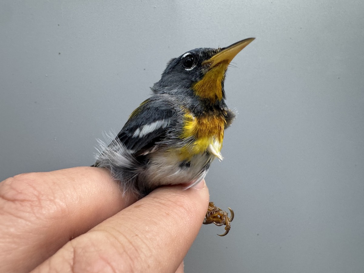 Northern Parula - ML638990727