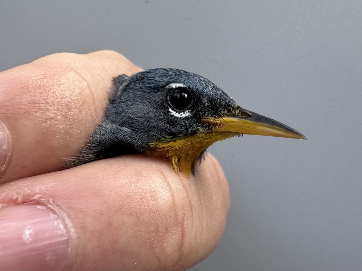 Northern Parula - ML638990728