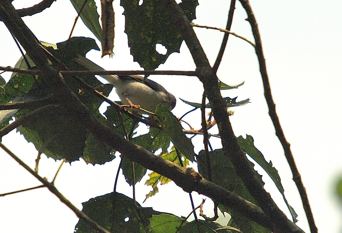 Buff-throated Apalis - ML638990752