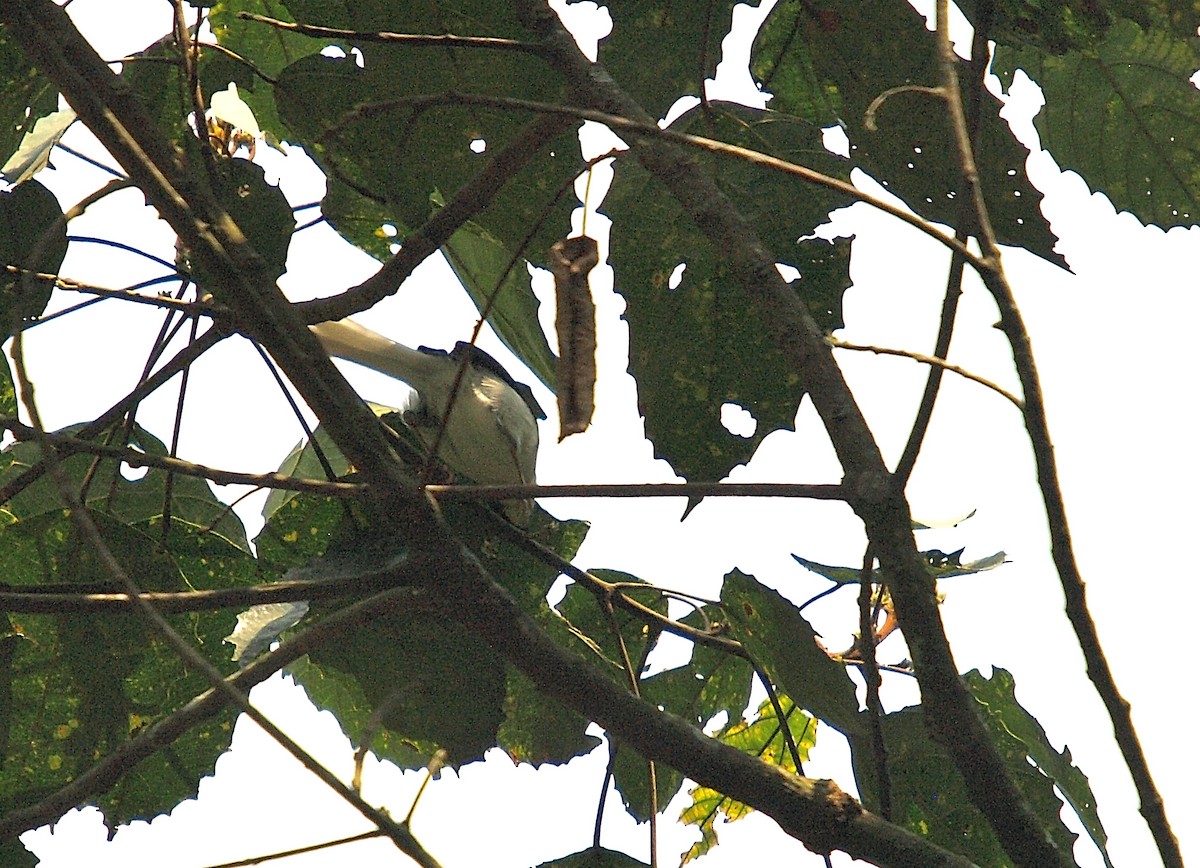 Buff-throated Apalis - ML638990753