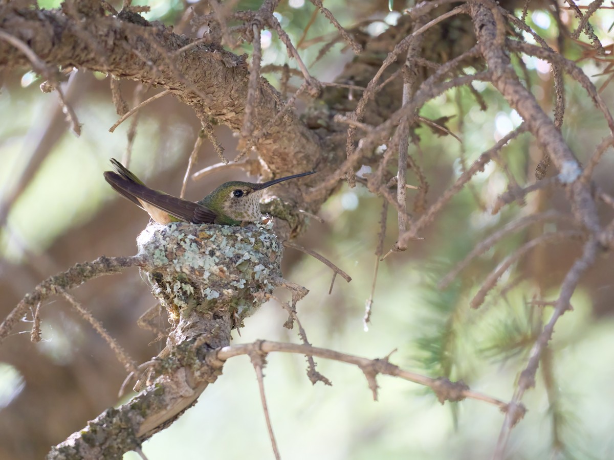 Broad-tailed Hummingbird - ML638990754