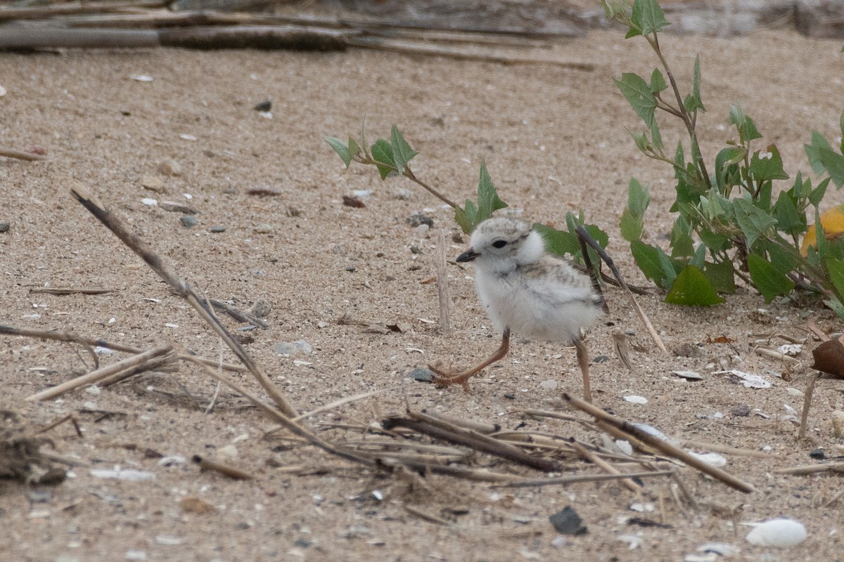 Piping Plover - ML638990790