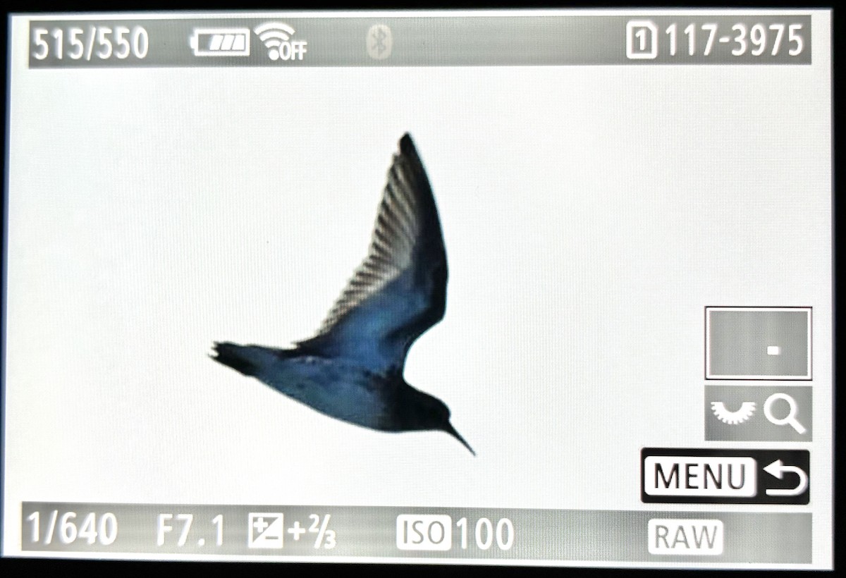 Least Sandpiper - ML638990816