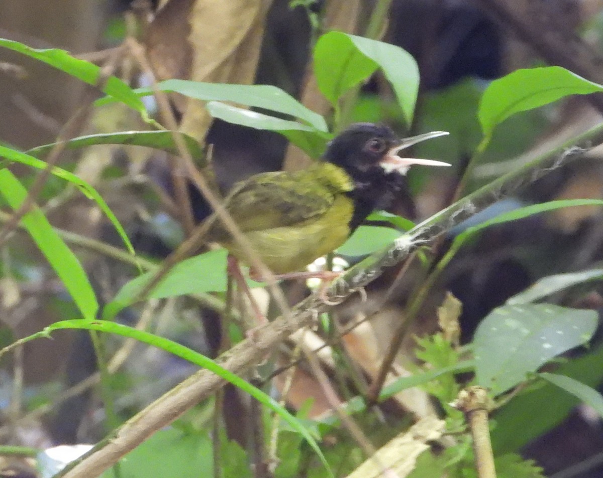 Yellow-breasted Tailorbird - ML638990823