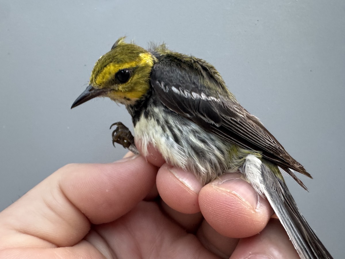 Black-throated Green Warbler - ML638990829