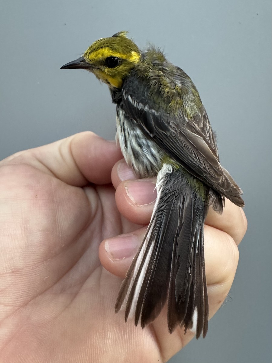 Black-throated Green Warbler - ML638990830
