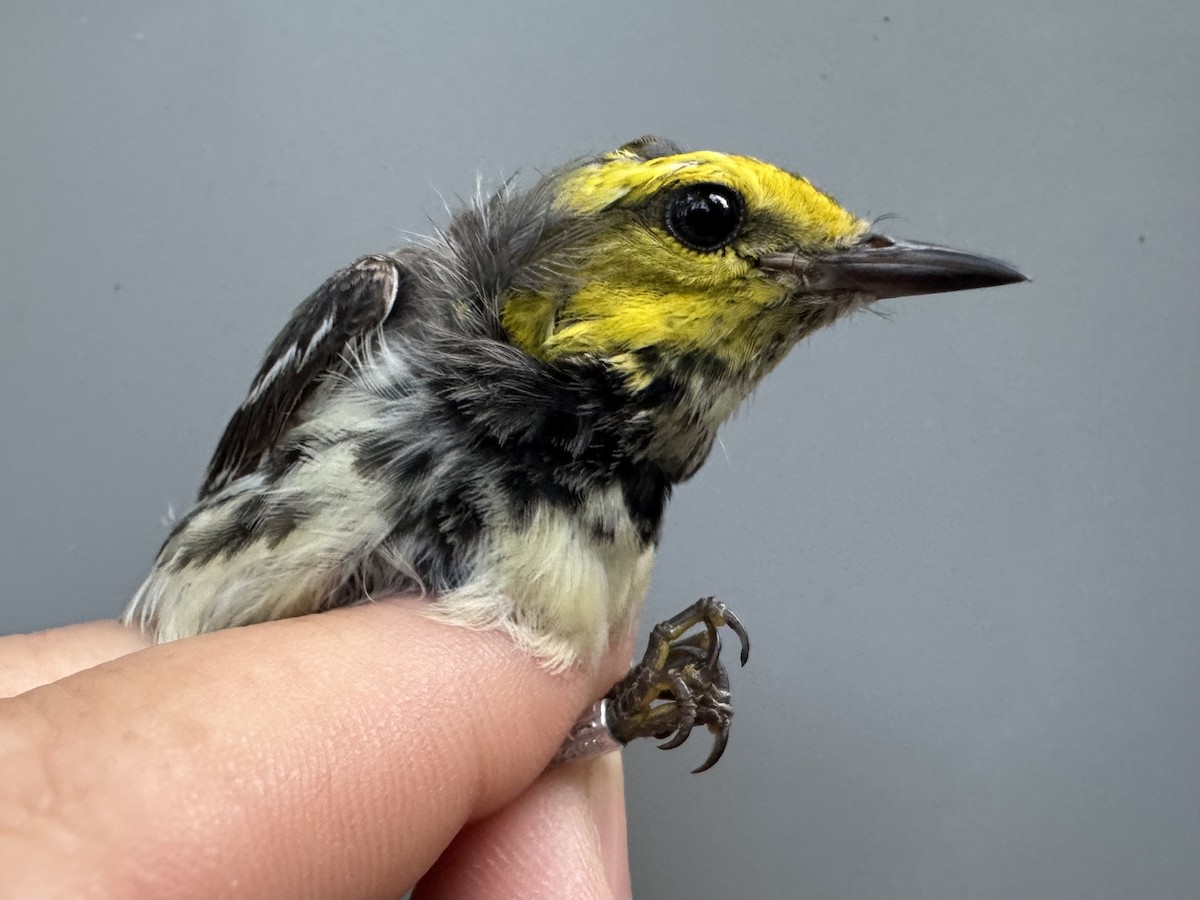 Black-throated Green Warbler - ML638990831