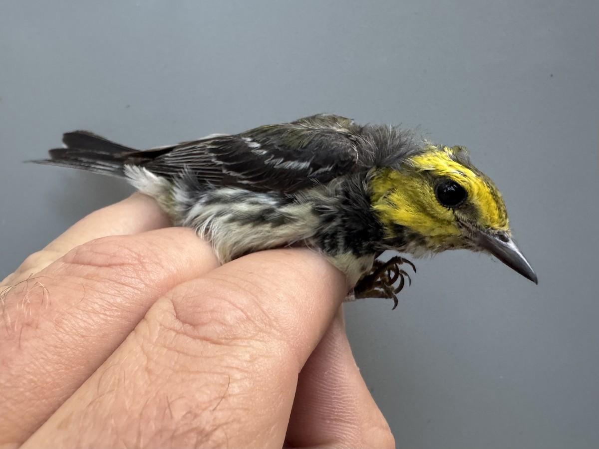 Black-throated Green Warbler - ML638990832