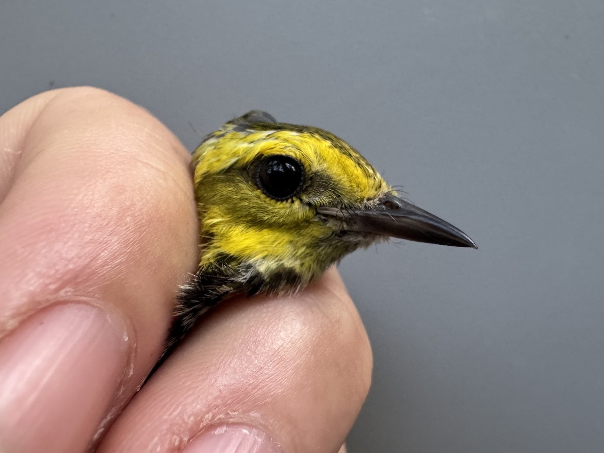 Black-throated Green Warbler - ML638990833