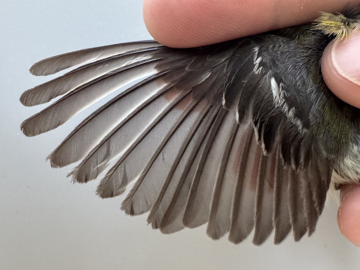 Black-throated Green Warbler - ML638990835