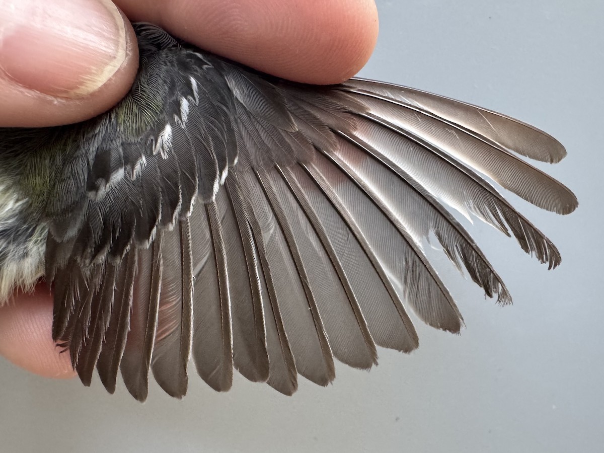 Black-throated Green Warbler - ML638990836