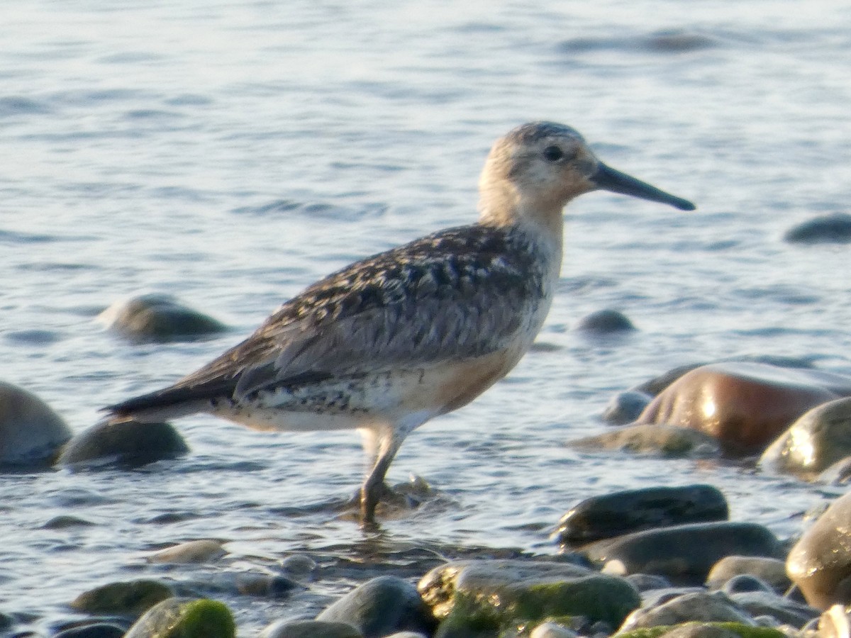 Red Knot - ML638990845