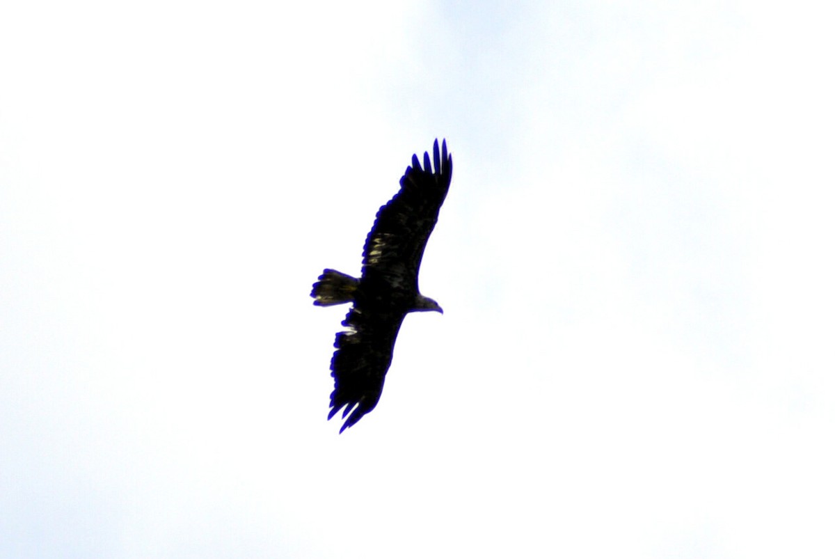 Bald Eagle - ML638990851