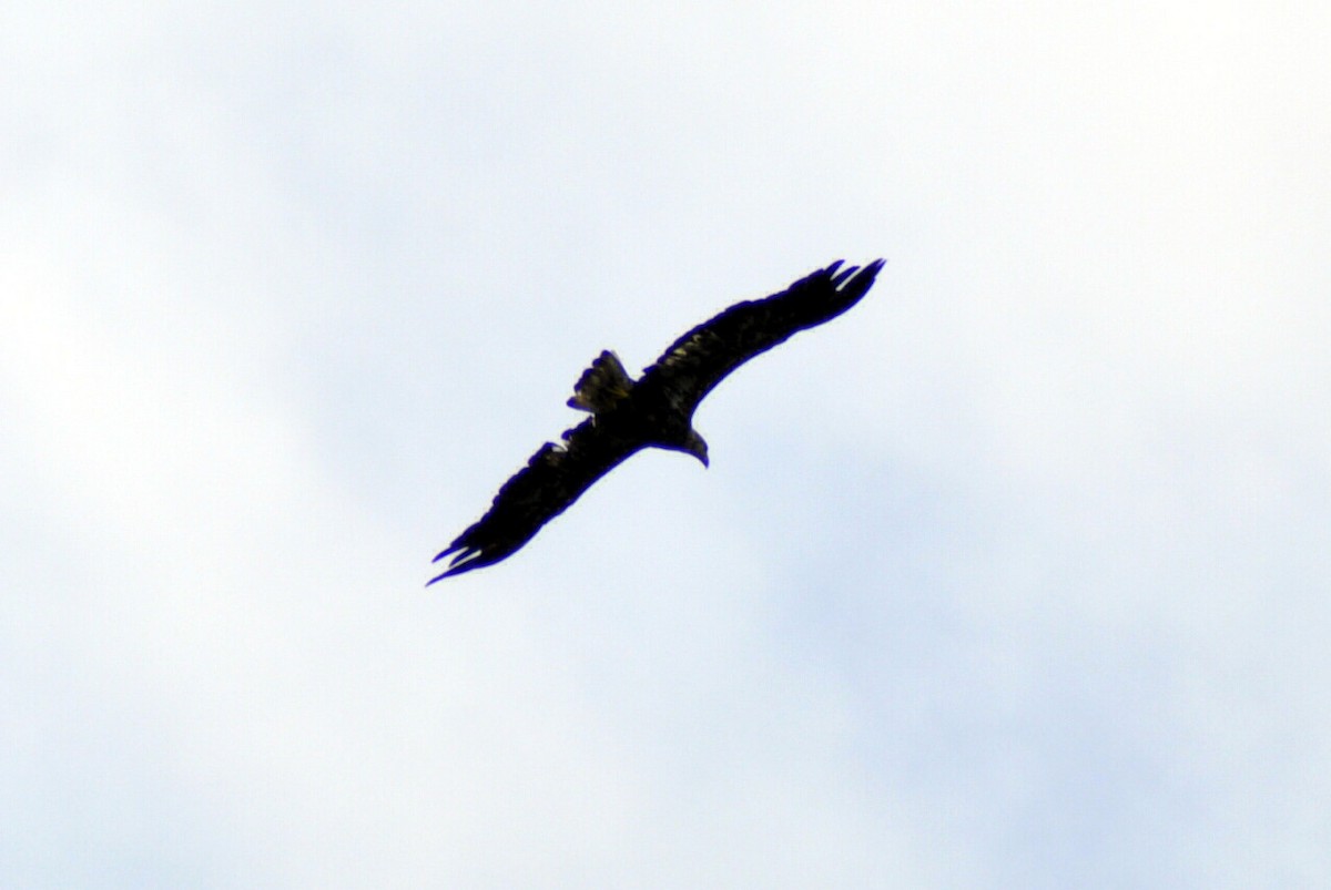 Bald Eagle - ML638990852
