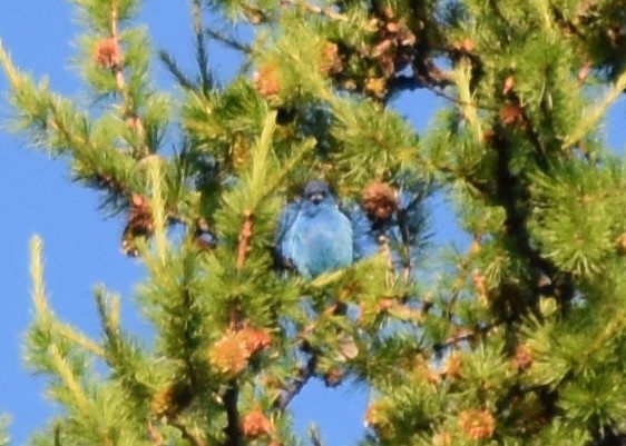 Indigo Bunting - ML638990863