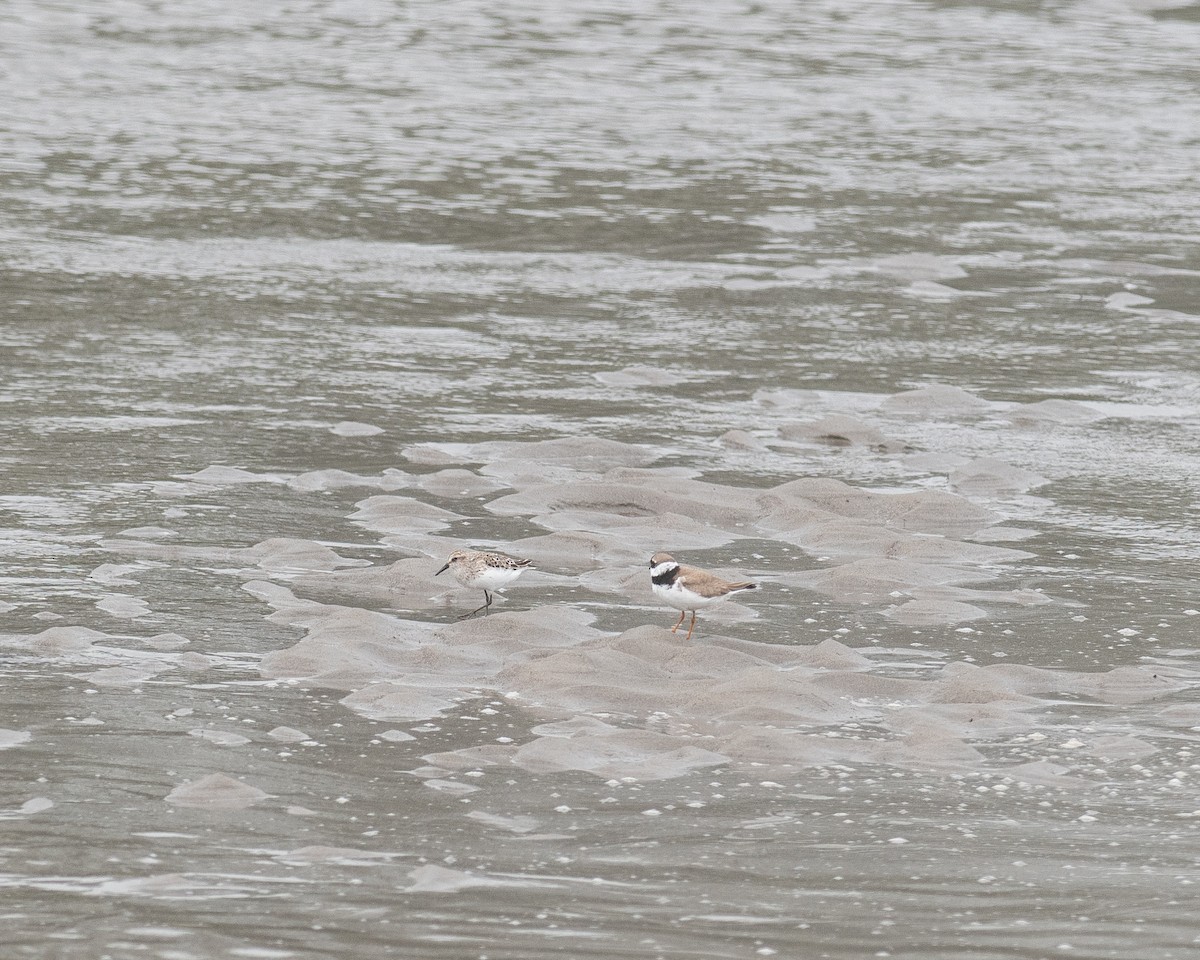 Semipalmated Plover - ML638990879