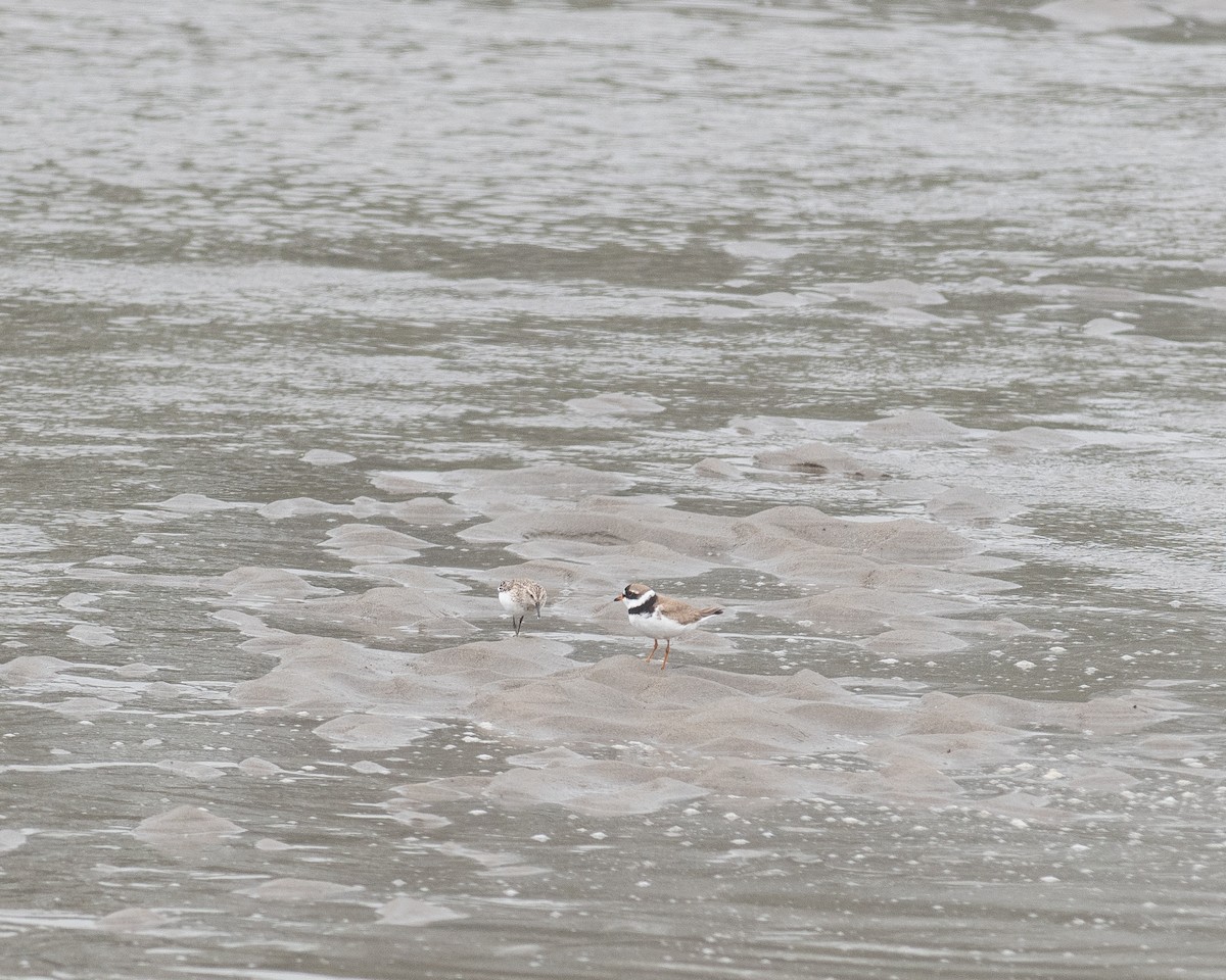 Semipalmated Plover - ML638990880