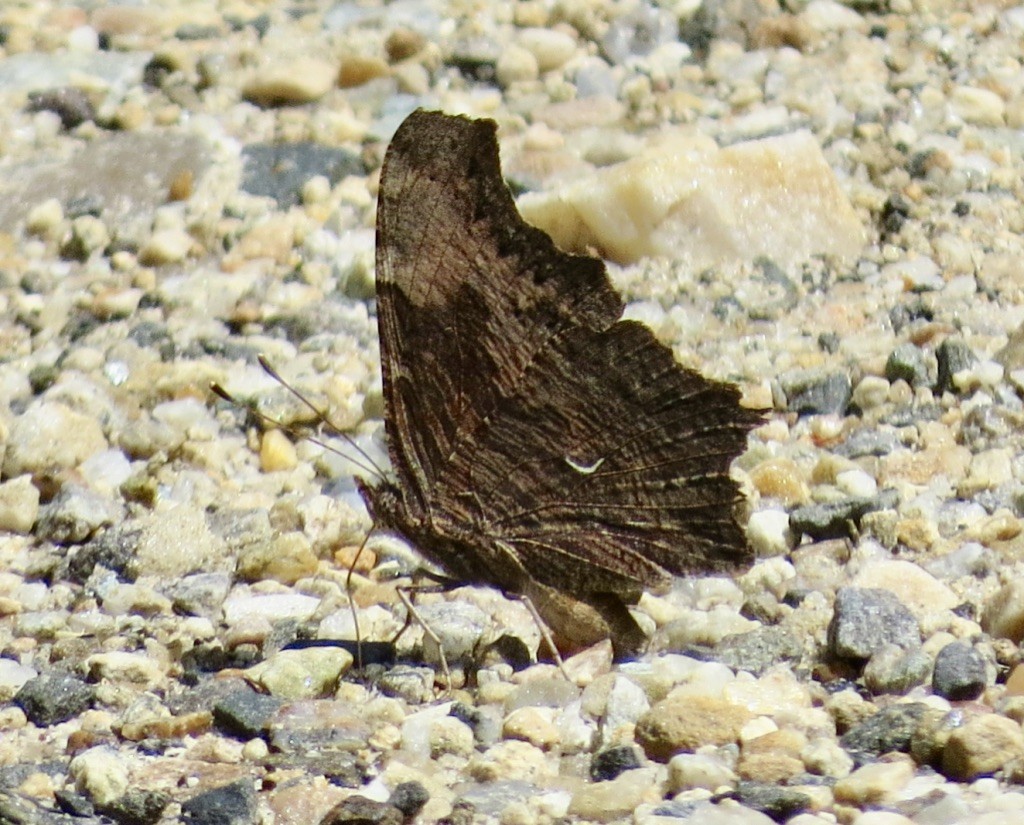 Gray Comma - ML638990886