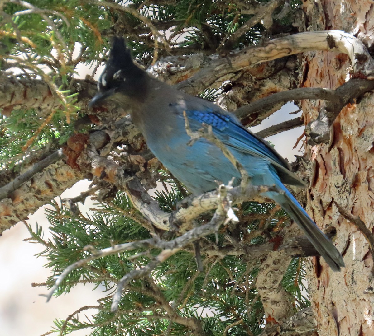 Steller's Jay - ML638990921