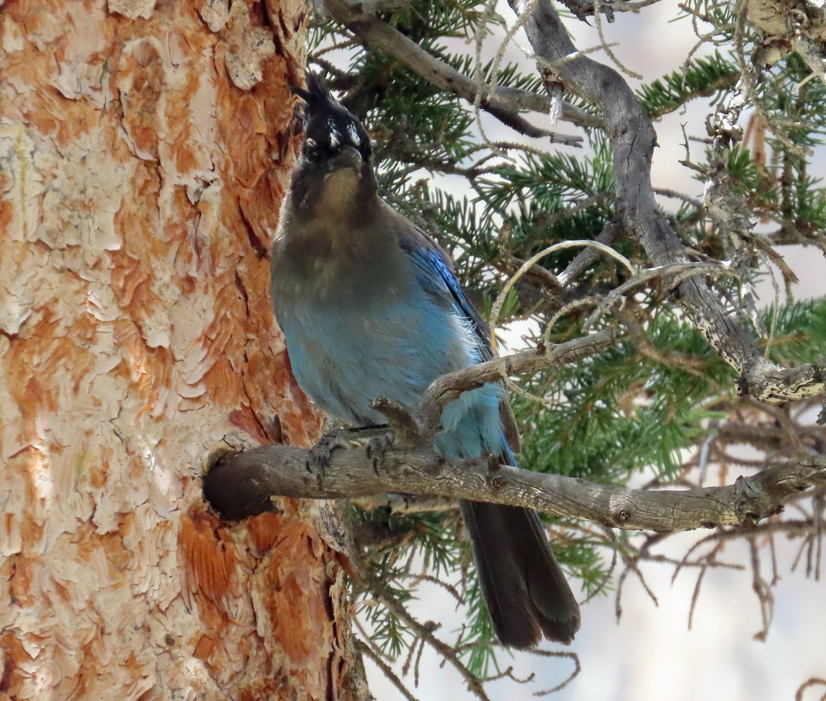 Steller's Jay - ML638990923