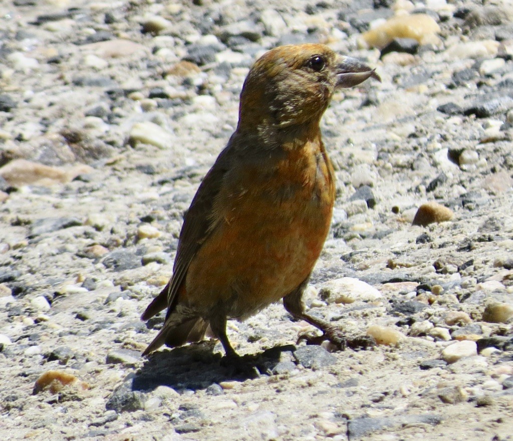 Red Crossbill - ML638990967