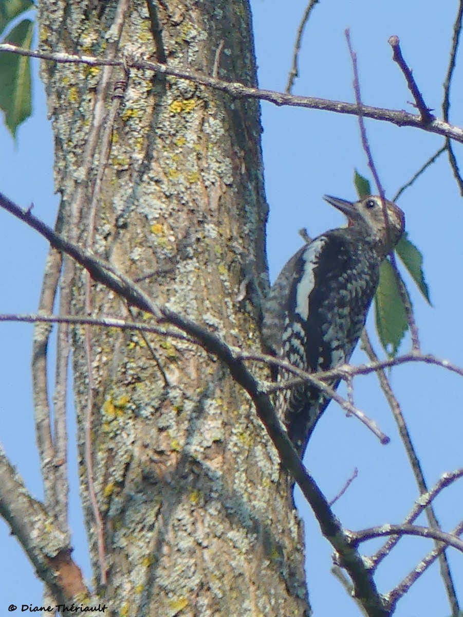 Yellow-bellied Sapsucker - ML638990992