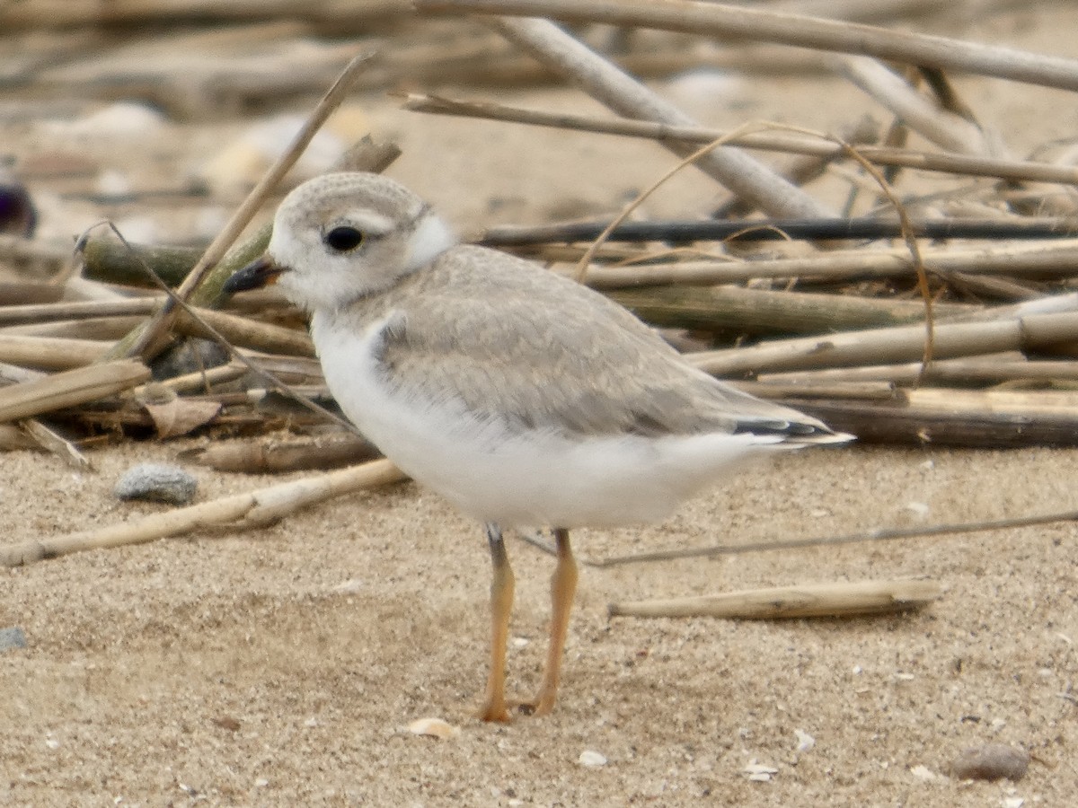 Piping Plover - ML638990994
