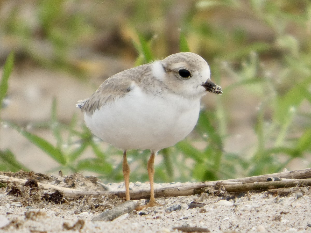 Piping Plover - ML638990995