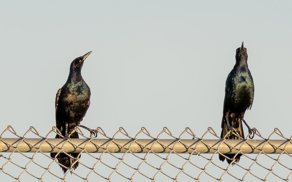 Boat-tailed Grackle - ML638991004