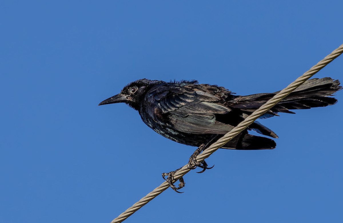Boat-tailed Grackle - ML638991005