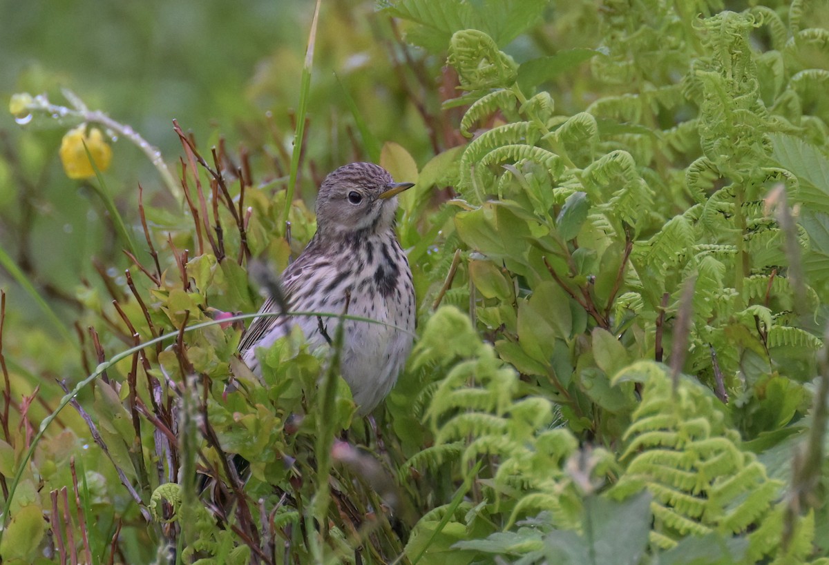 Meadow Pipit - ML638991023